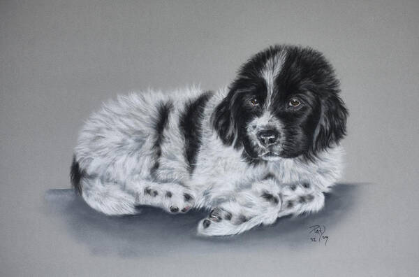 Dog Art Print featuring the pastel Landseer pup by Patricia Ivy
