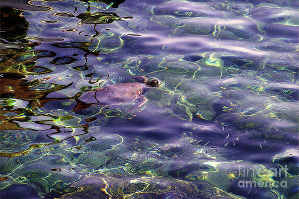 Sea Turtle Art Print featuring the photograph playing at Crete by Casper Cammeraat