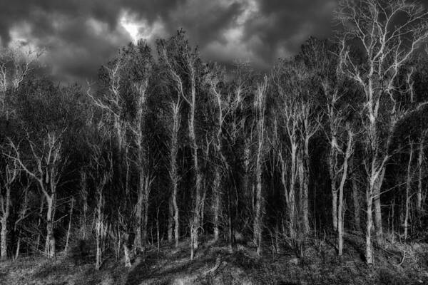 North Carolina Art Print featuring the photograph Red Forest BW by Dan Carmichael