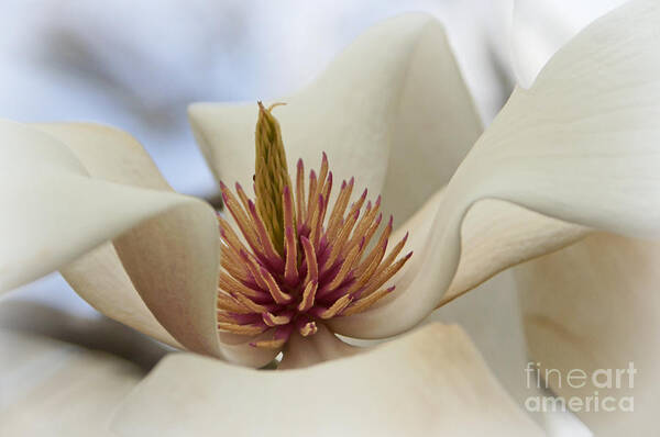 Star Magnolia Art Print featuring the photograph Star Magnolia by Benanne Stiens