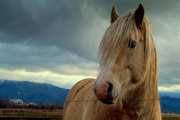 Horses Art Print featuring the photograph Strength.. by Al Swasey