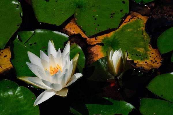New Jersey Art Print featuring the photograph White Water Lilies by Louis Dallara