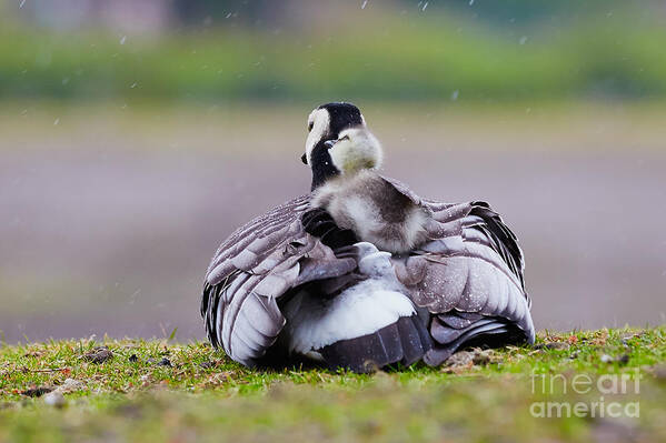 Barnacle Goose Art Print featuring the photograph Barnacle Goose with chick in the rain #2 by Nick Biemans
