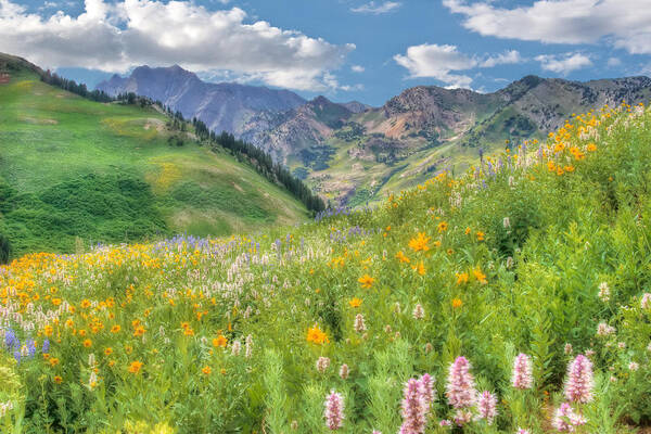 Meadows Art Print featuring the photograph Albion Basin Wildflowers #3 by Douglas Pulsipher