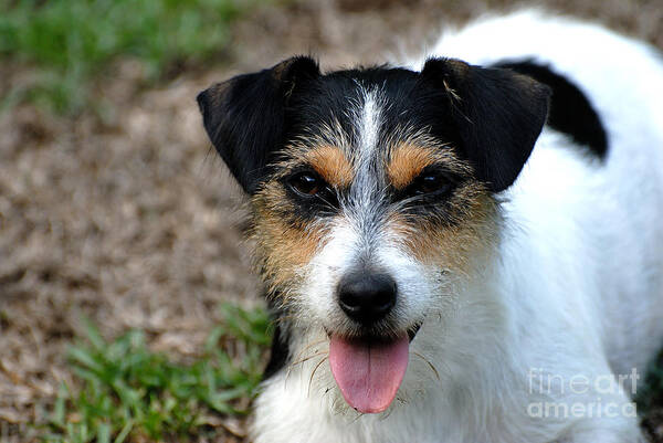 Jack Russell Terrier Art Print featuring the photograph Abby by David Campione