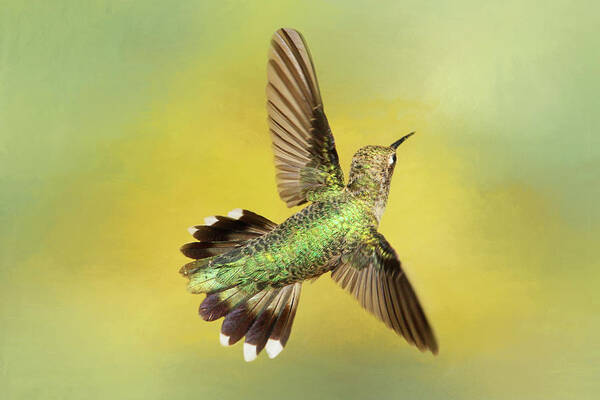 Black-chinned Hummingbird Art Print featuring the photograph Aerial Display by Donna Kennedy