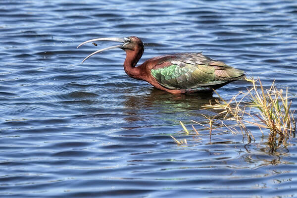 Glossy Ibis Art Print featuring the photograph Afternoon Snack by Donna Kennedy