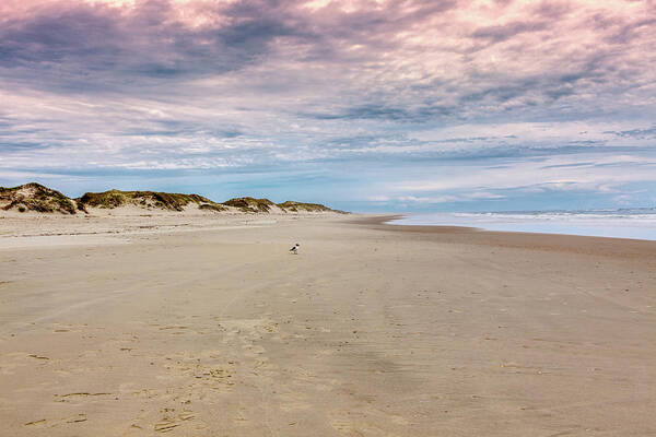North Carolina Art Print featuring the photograph Alone in the World on the Outer Banks by Dan Carmichael