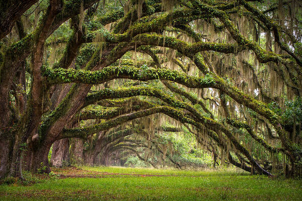 Charleston Sc Art Print featuring the photograph Avenue of Oaks - Charleston SC Plantation Live Oak Trees Forest Landscape by Dave Allen