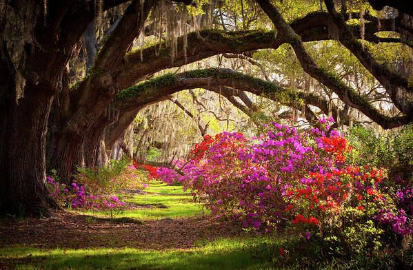 South Art Print featuring the photograph Charleston SC Magnolia Plantation Gardens - Memory Lane by Dave Allen