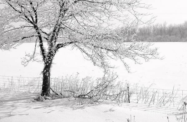 Canada Art Print featuring the photograph Early Frost by Doug Gibbons