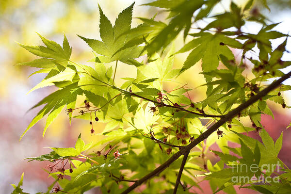 Arnold Arboretum Art Print featuring the photograph Earth Walk by Susan Cole Kelly