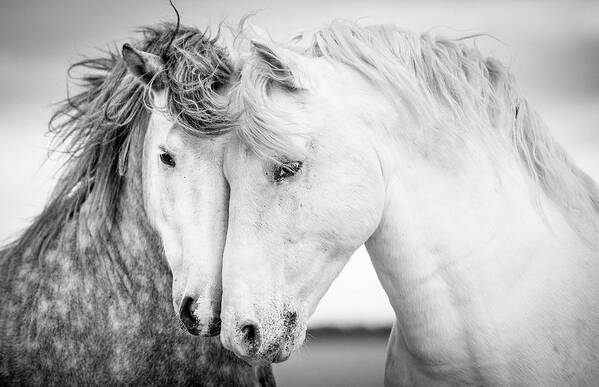 Horse Art Print featuring the photograph Friends V by Tim Booth