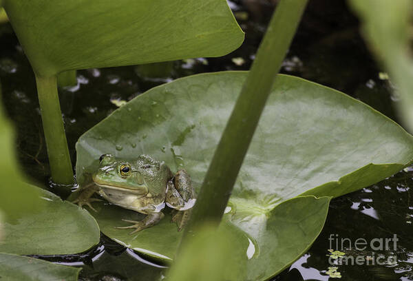 Frog Art Print featuring the photograph Frog on a Lily Pad by Jeannette Hunt