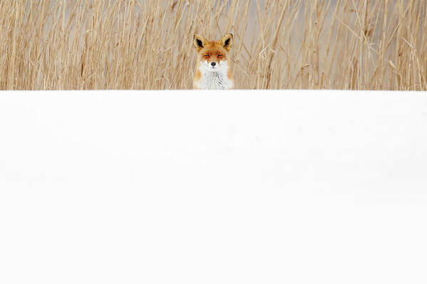Funny Fox in the Snow by Roeselien Raimond