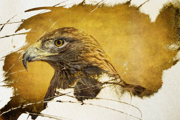 Golden Eagle Art Print featuring the photograph Golden Eagle Grunge Portrait by Eleanor Abramson