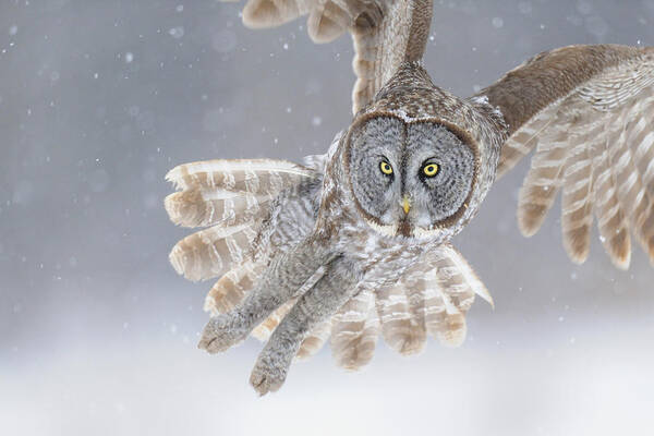 Great Art Print featuring the photograph Great Grey Owl in Snowstorm by Scott Linstead