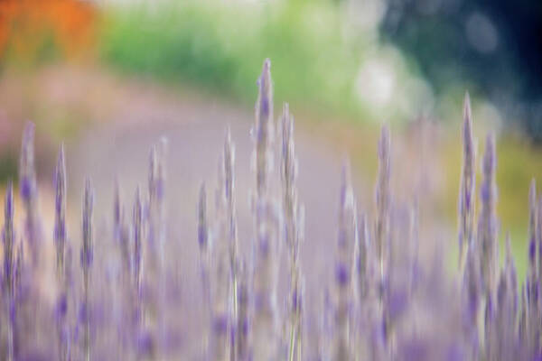 Lavender Art Print featuring the photograph Lavender Daydreams by Cheryl Day