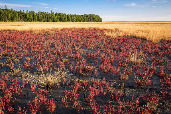 Salicornia Virginica Art Print featuring the photograph Mudflat Garden by Tim Newton