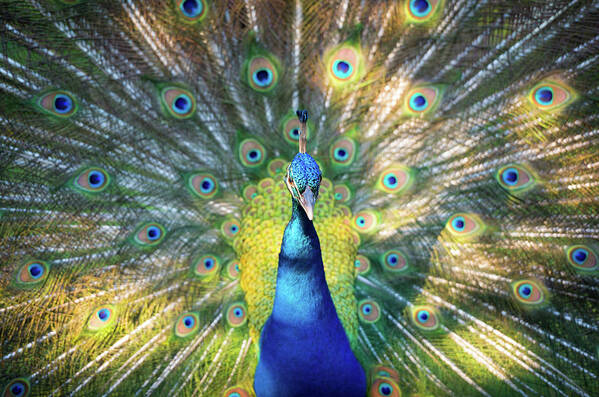 Peacock Art Print featuring the photograph Peacock Magnolia Gardens Charleston SC Wildlife Nature by Dave Allen