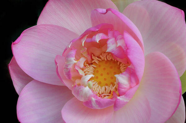 American Art Print featuring the photograph Pink Lotus Opening by Carol Eade