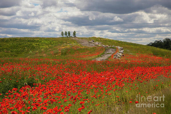 Poppy Field Art Print featuring the photograph Poppy Field 2 by Timothy Johnson