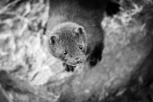 American Art Print featuring the photograph Portrait of a Mink by Wild Fotos