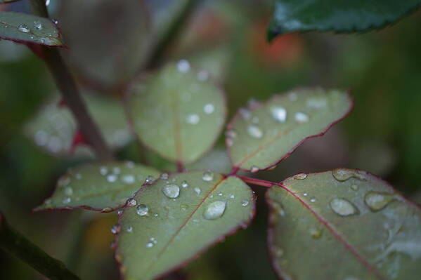 Garden Art Print featuring the photograph Raindrops by Faashie Sha