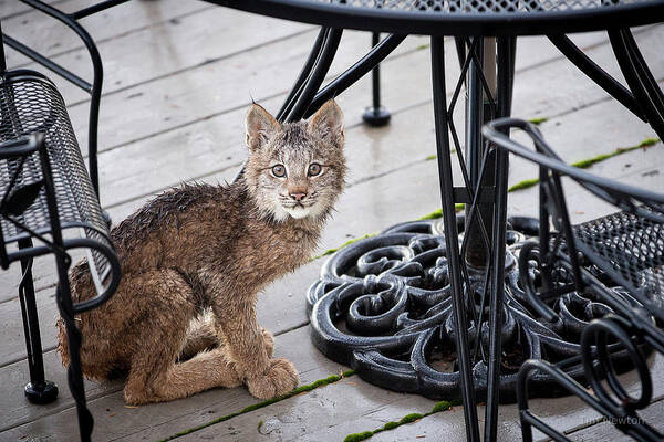Lynx Art Print featuring the photograph Are you looking at me by Tim Newton