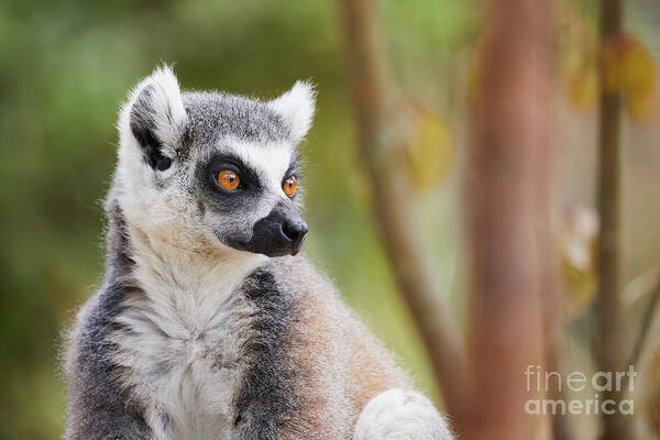 Animal Art Print featuring the photograph Ring-tailed lemur closeup by Nick Biemans