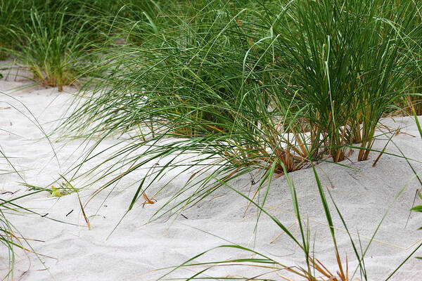  Art Print featuring the photograph Sea Grasses #2 Cape May by Robert Hopkins