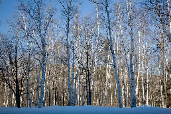 Appalachian Trail Art Print featuring the photograph Shelburne Birches in Snow by Susan Cole Kelly
