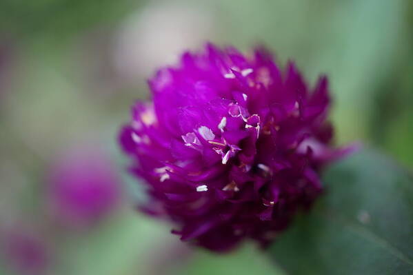 Flower Art Print featuring the photograph Spiky Flower by Faashie Sha