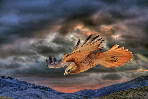 Red Tail Hawk Art Print featuring the photograph Stormy Flight by Donna Kennedy