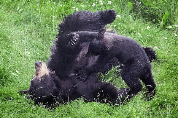 Alaska Art Print featuring the photograph Wrestling Lesson by Tim Newton