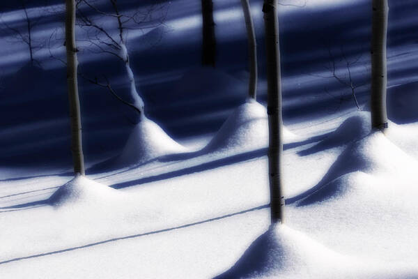 Tree Art Print featuring the photograph Tree Trunks in Snow by Douglas Pulsipher