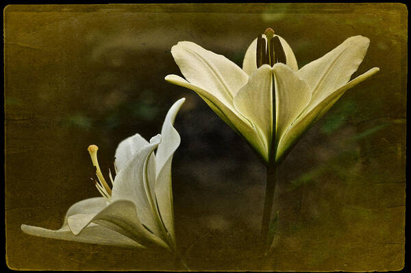 Two Day Lilies Art Print featuring the photograph Vintage Two Lilies by Richard Cummings