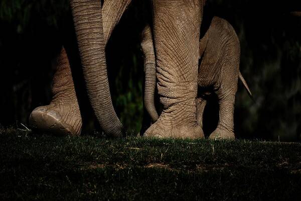 Elephant Mother Baby Art Print featuring the photograph Wait For Me by Debra Sabeck