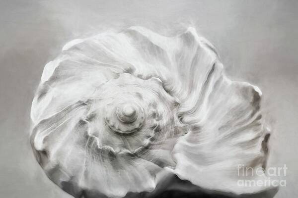 Knobbed Whelk Art Print featuring the photograph Whelk in Black and White by Benanne Stiens