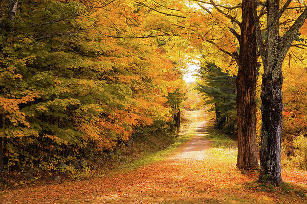 Lake Winnipesaukee Art Print featuring the photograph Autumn Path by Robert Clifford