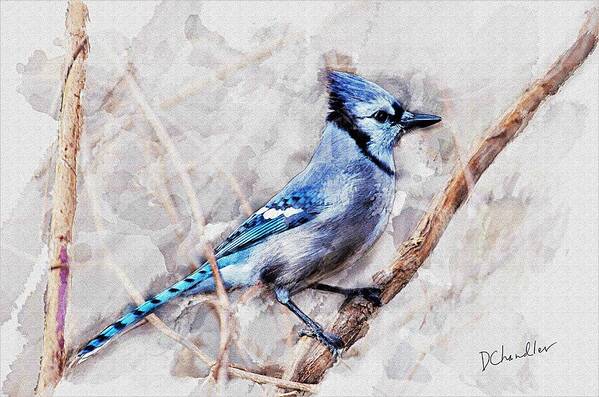 Bird Art Print featuring the painting Blue Jay by Diane Chandler