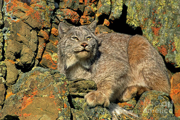 Canadian Lynx Art Print featuring the photograph Canadian Lynx on Lichen-covered Cliff Endangered Species by Dave Welling