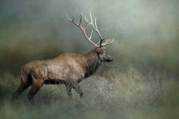 Elk Art Print featuring the photograph Meandering by Jai Johnson