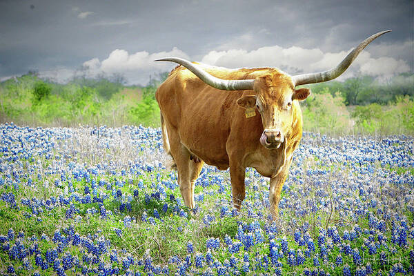 Longhorn Art Print featuring the photograph Miss Kay by Linda Lee Hall