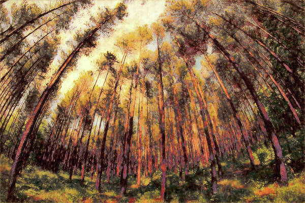 North Carolina Art Print featuring the photograph Plenty of Trees FX by Dan Carmichael