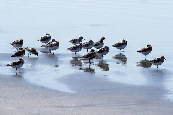 Shore Birds Art Print featuring the photograph Shore Birds by Cheryl Day