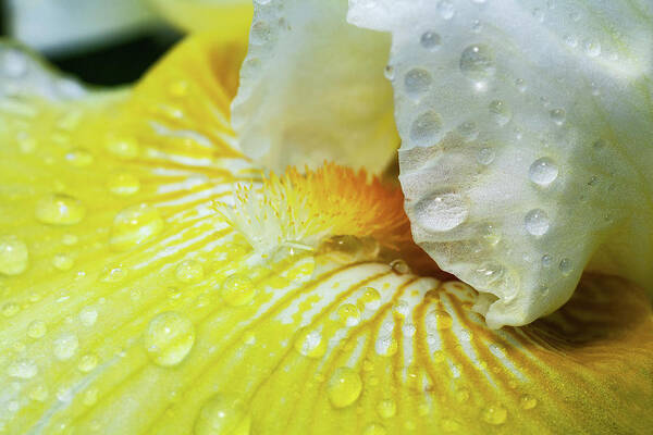 North Carolina Art Print featuring the photograph Yellow Flower with Water Drops by Dan Carmichael