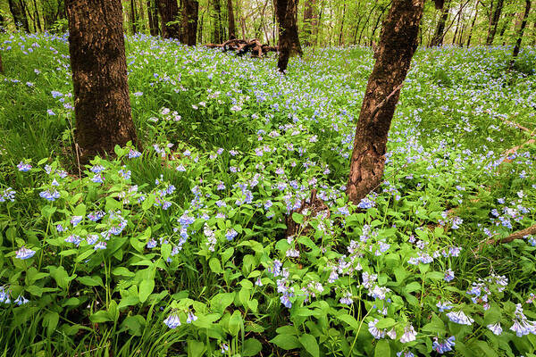 Fine Art America Art Print featuring the photograph A Woodland Carpet of Blue #1 by Scott Bean