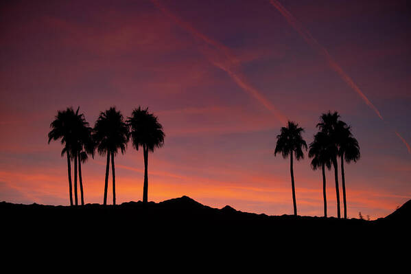 Afterglow Art Print featuring the photograph 10 Palm Silhouettes at Sunset Palm Desert California by Bonnie Colgan