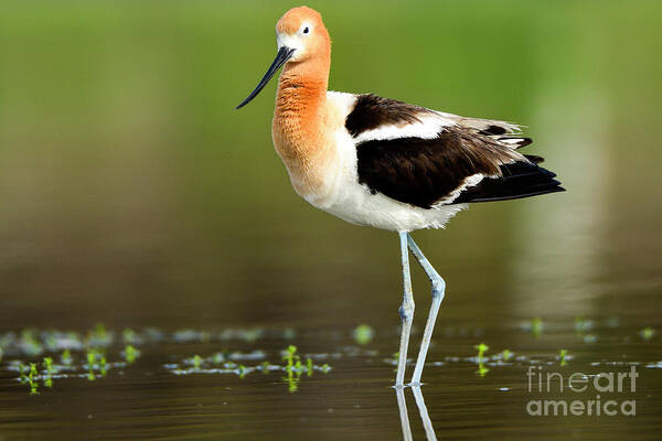 Birds Art Print featuring the photograph American Avocet Breeding Colors by John F Tsumas